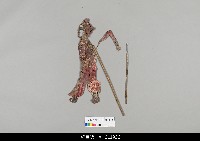 藏品(中國湖北皮影戲戲偶-生)的圖片